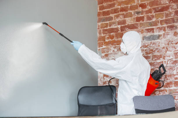 Reliable Kankakee, IL Mold Removal Solutions