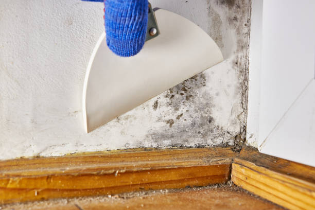 Best Water Damage & Mold Remediation  in Kankakee, IL